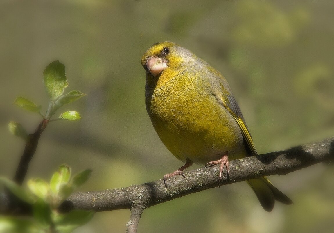 ... - Вячеслав Минаев
