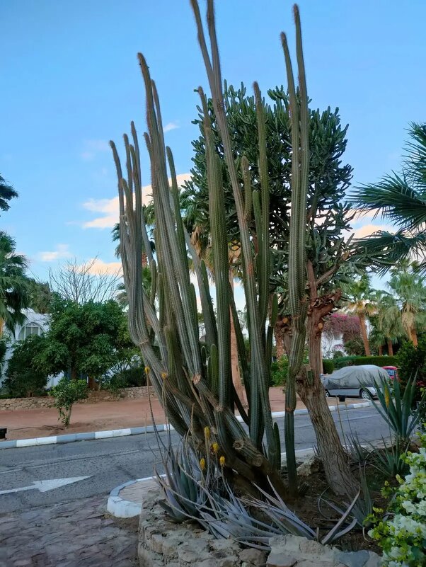 Египет - Ирэн 