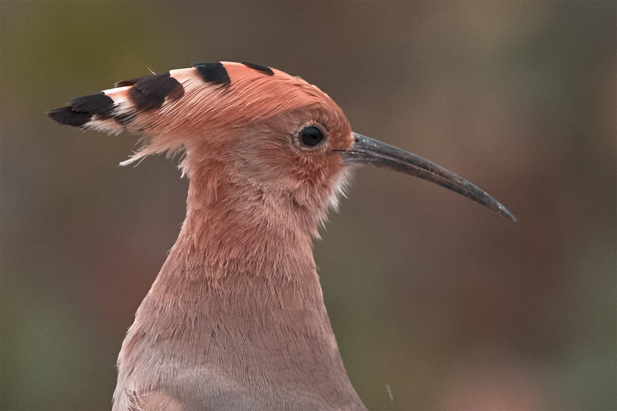 Удод - Yudong Liu