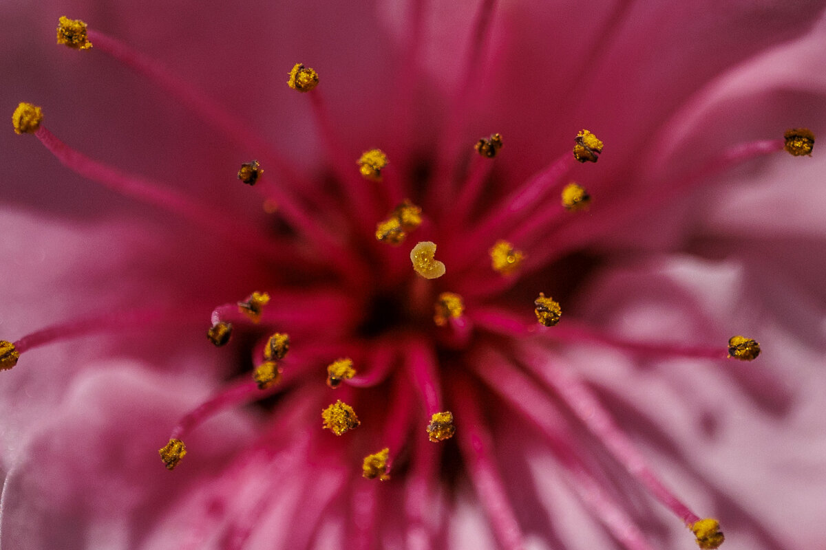 Пыльниковый  салют! - Светлана Тихонина