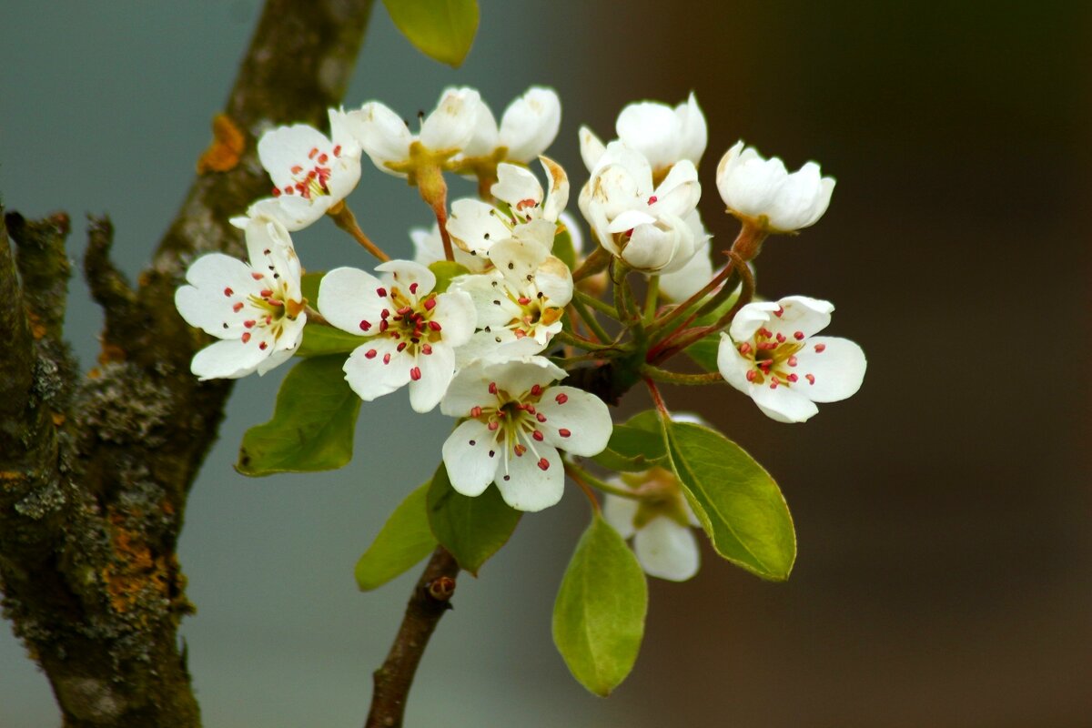 Цветущий апрель - Юрий. Шмаков Цветущий апрель - Юрий. Шмаков