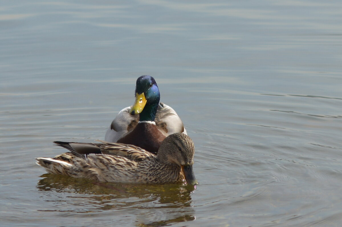 Парочка уток - Светлана Грызлова Парочка уток - Светлана Грызлова
