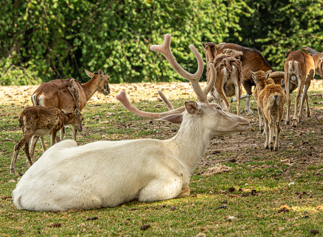 Белый олень. - Lucy Schneider Белый олень. - Lucy Schneider