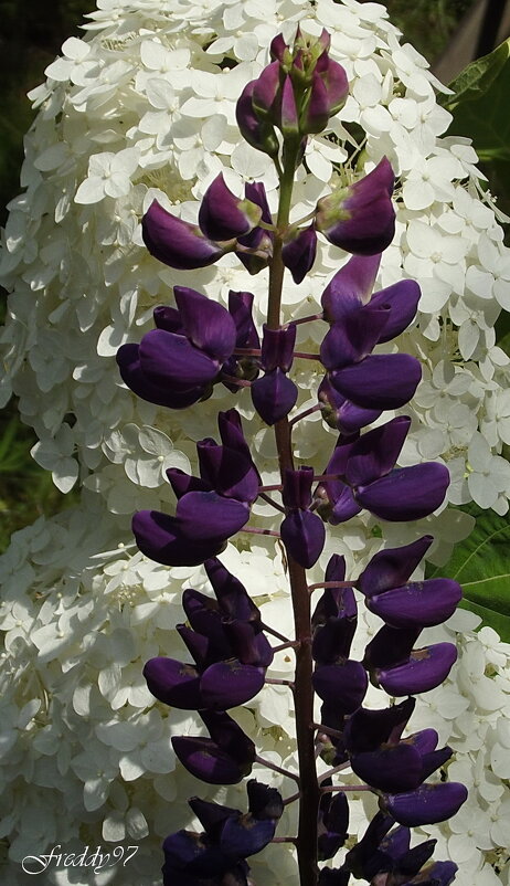 Люпин - Freddy 97 Люпин - Freddy 97