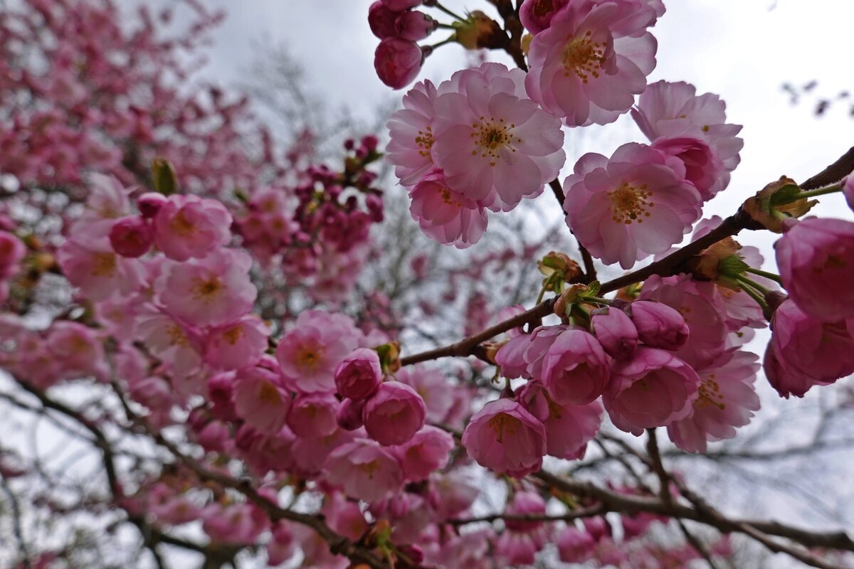 Расцвела сакура..... - Галина 