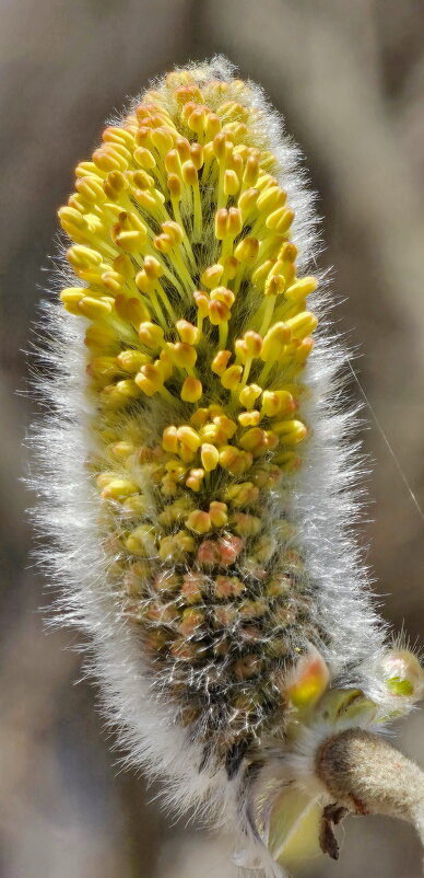 Вербное воскресенье. - Михаил Свиденцов