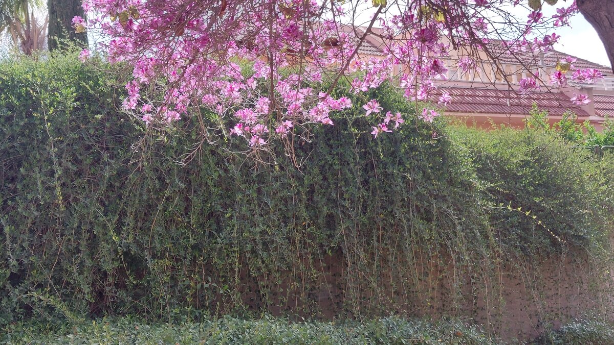 14  КЛОС (103) - CLOSE WAYS ALL