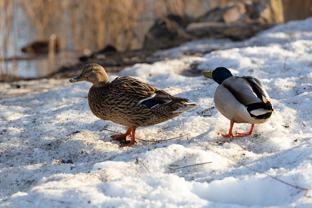 Утица и селезень - Александр Синдерёв