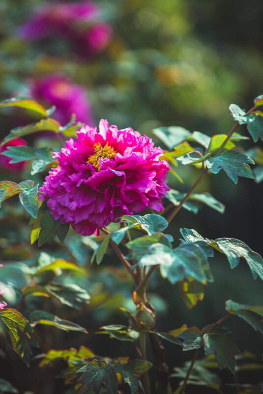 Пионы в парке - Дмитрий 