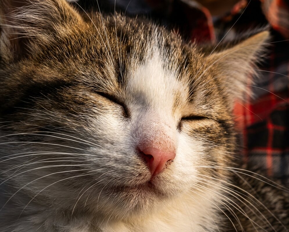 Котя дремлет - Лилия 