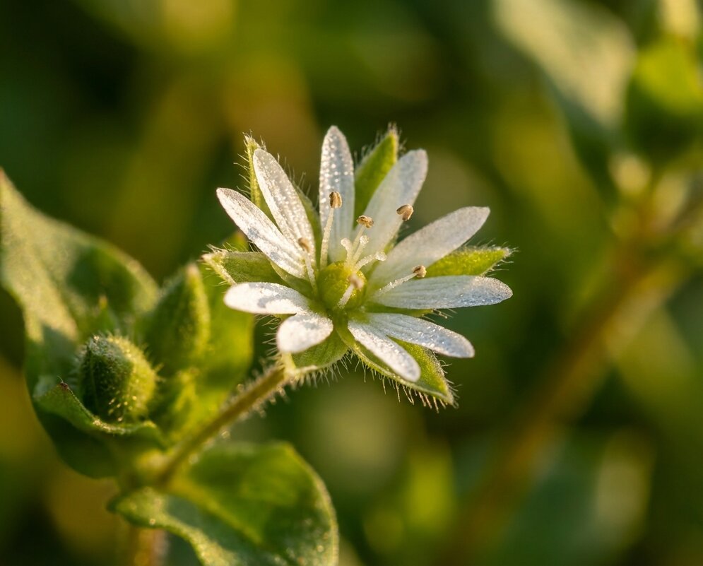 Звездчатка средняя (мокрица) - Лилия 