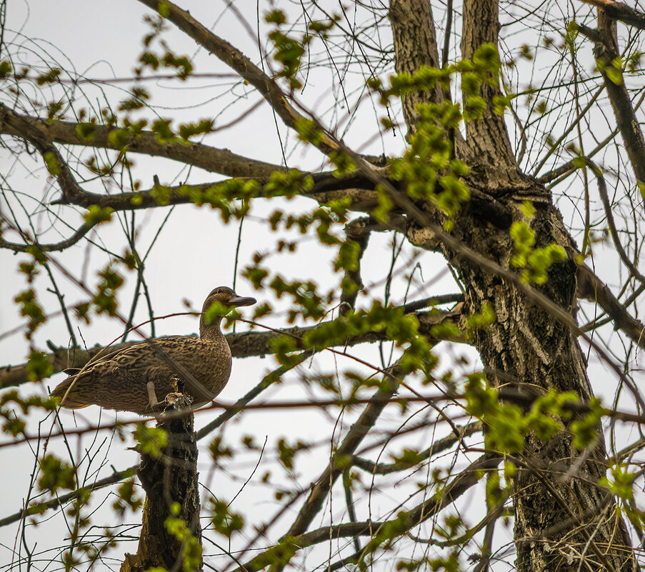 Утка на дереве - Игорь Протасов