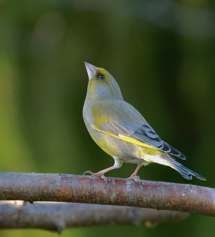 весенняя... - Andrey Bragin 