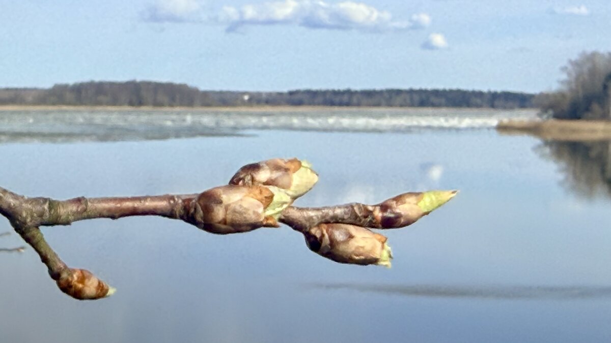 Апрель’26г. - Арина Невская