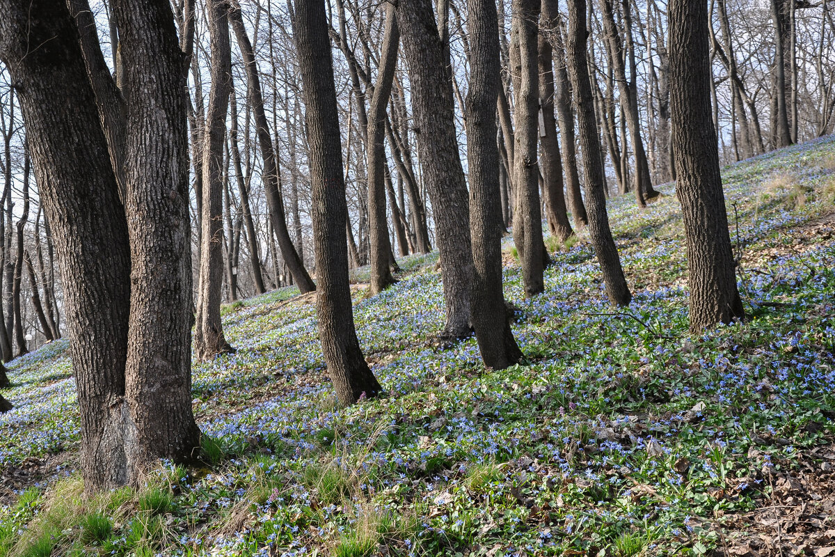 Цветущие бугры апреля - Татьяна Машошина Цветущие бугры апреля - Татьяна Машошина