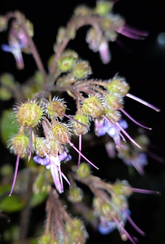 ВЕСНА - Tata Wolf