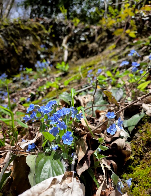 ВЕСНА - Tata Wolf