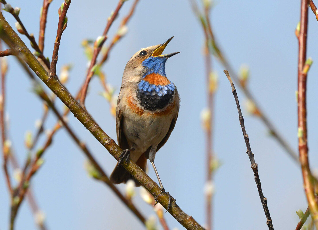Весенняя песня. - Михаил Белоусов