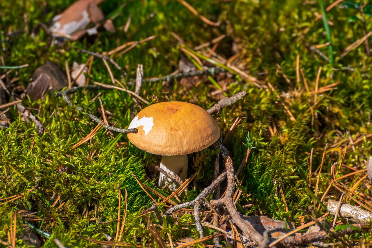 *** - Игорь Сикорский