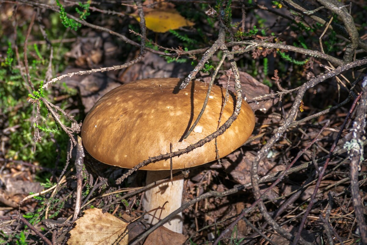 *** - Игорь Сикорский