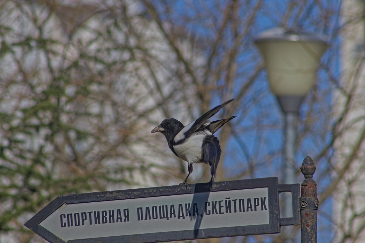 Все на лесную олимпиаду!!! - Giant Tao / Все на лесную олимпиаду!!! - Giant Tao /