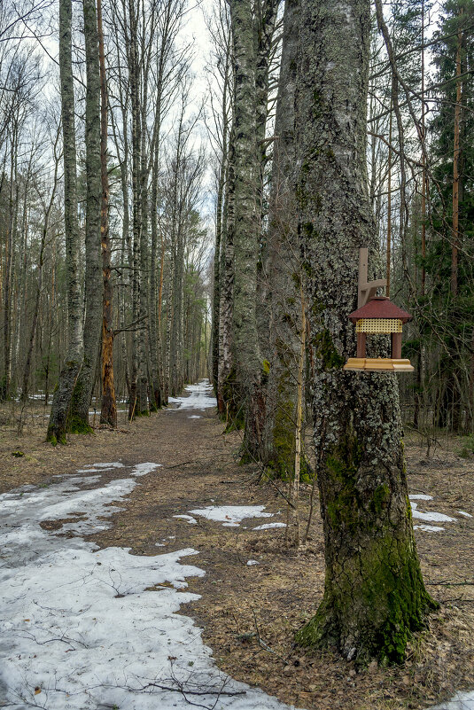 Алея в апреле - Сергей Цветков Алея в апреле - Сергей Цветков