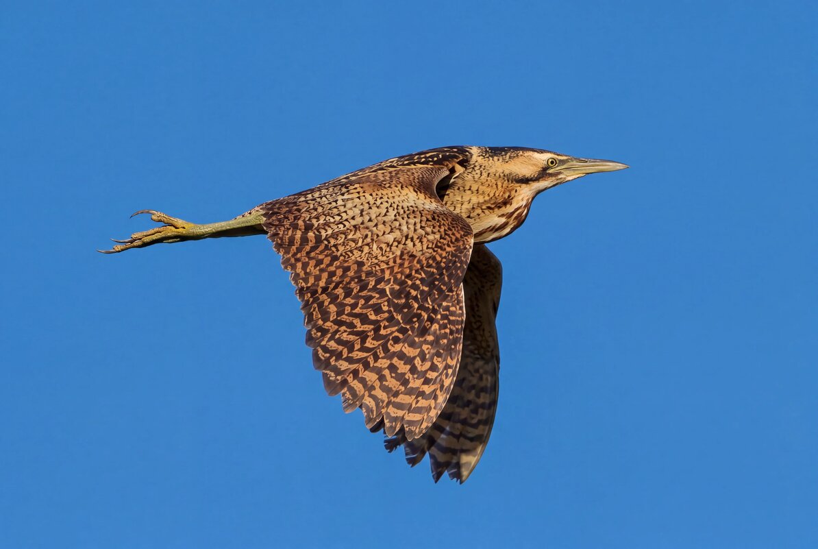 Большая выпь - Владислав Иопек