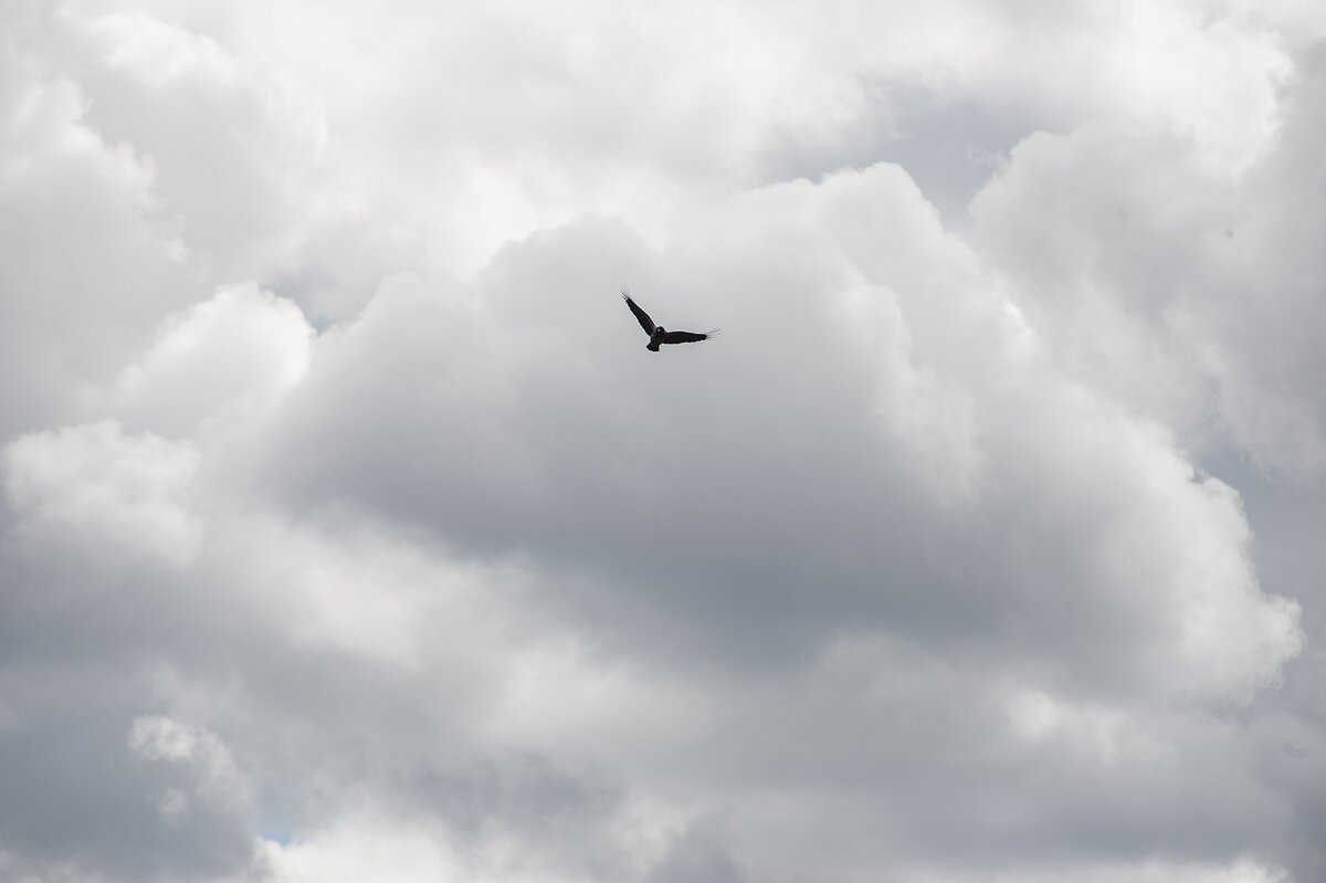 Поиск добычи - Валерий Иванович