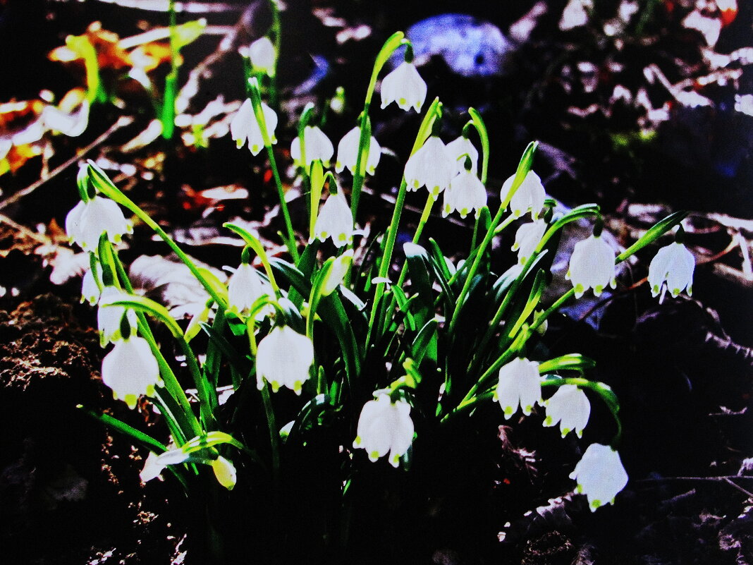 Букетик в саду - Людмила Смородинская