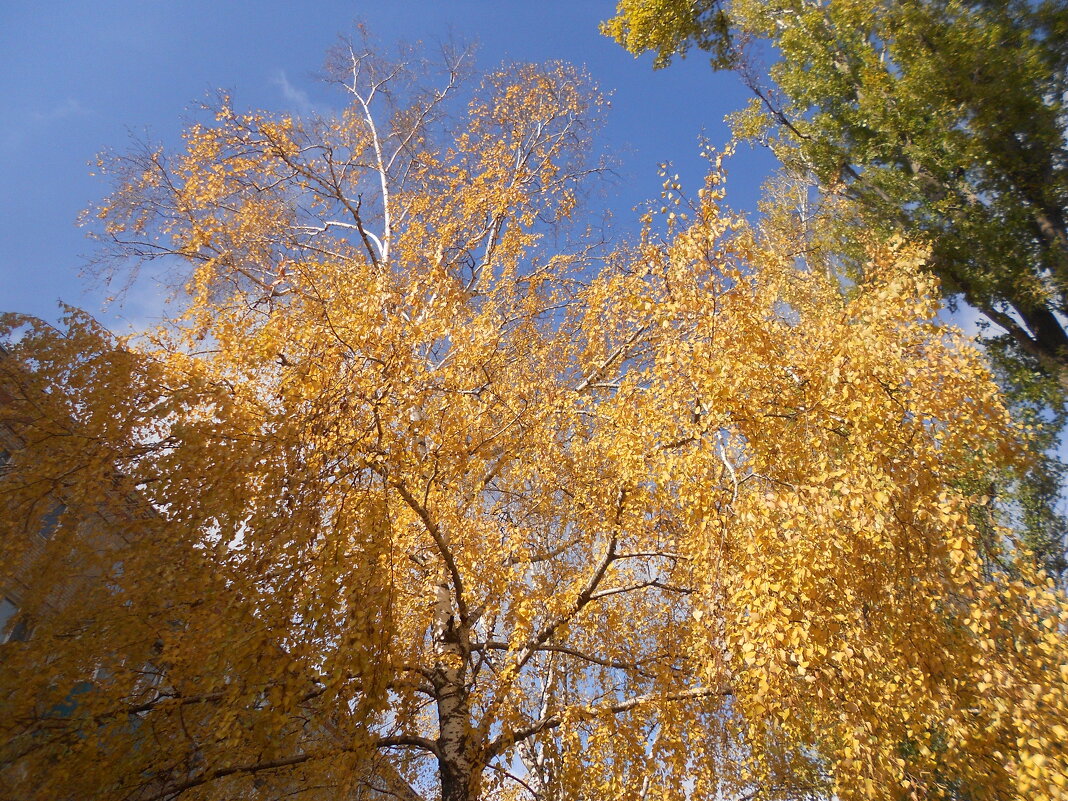 прекрасный октябрь - Елена Шаламова