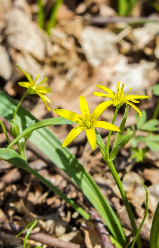 Пробуждение природы ... - Ravile 