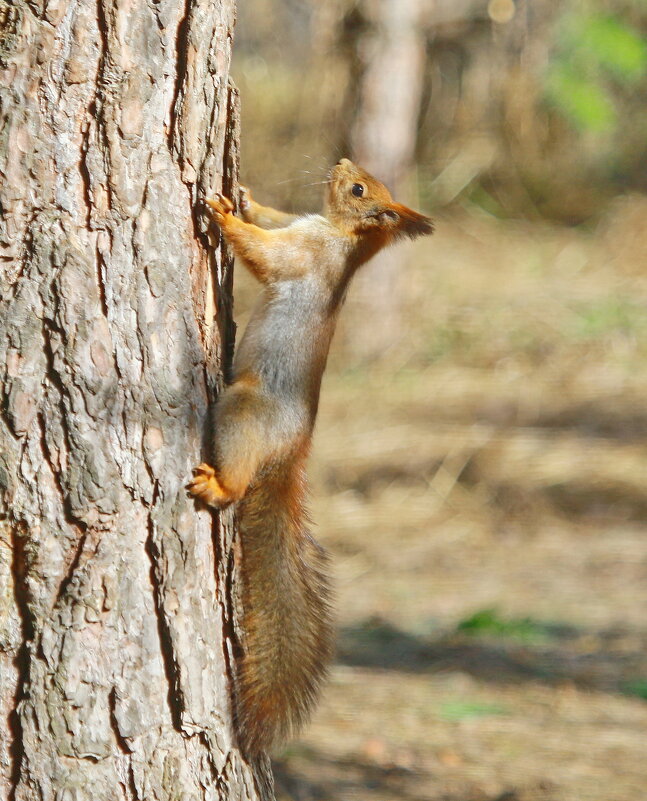 вертикаль... - Andrey Bragin вертикаль... - Andrey Bragin