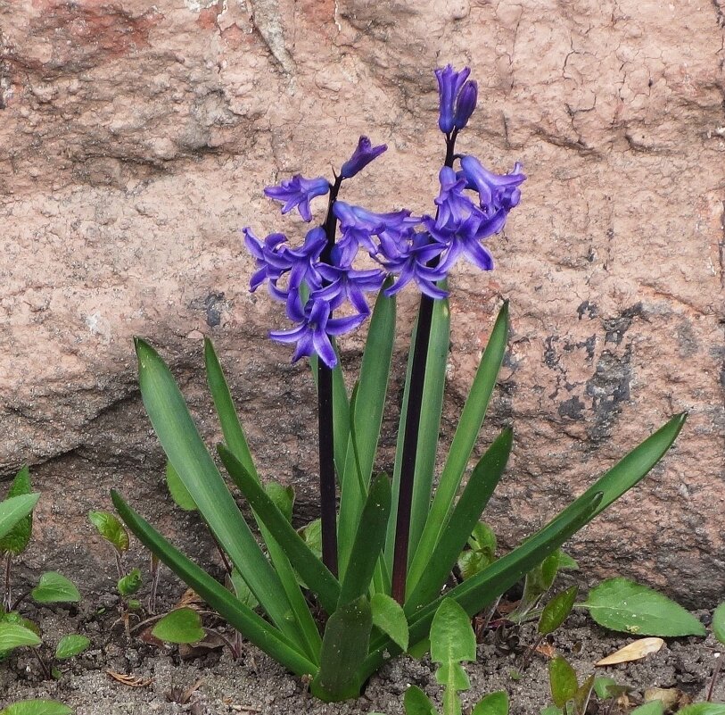 Гиацинт - Рита Симонова