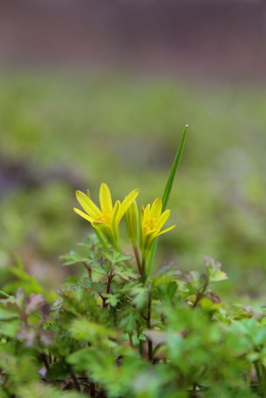Первоцветы. Гусиный лук - Tina Kott