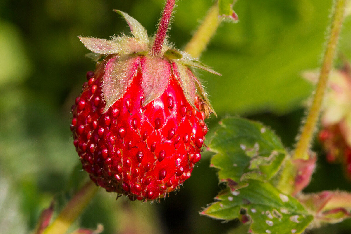 Мечты о лете. - Петр Беляков Мечты о лете. - Петр Беляков