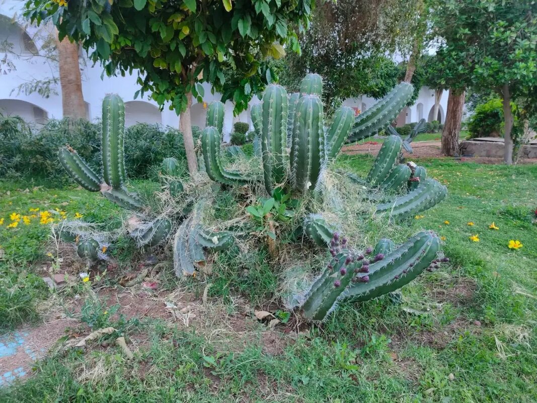 Египет - Ирэн 