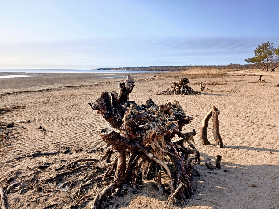 Корни - Лия ☼ Корни - Лия ☼