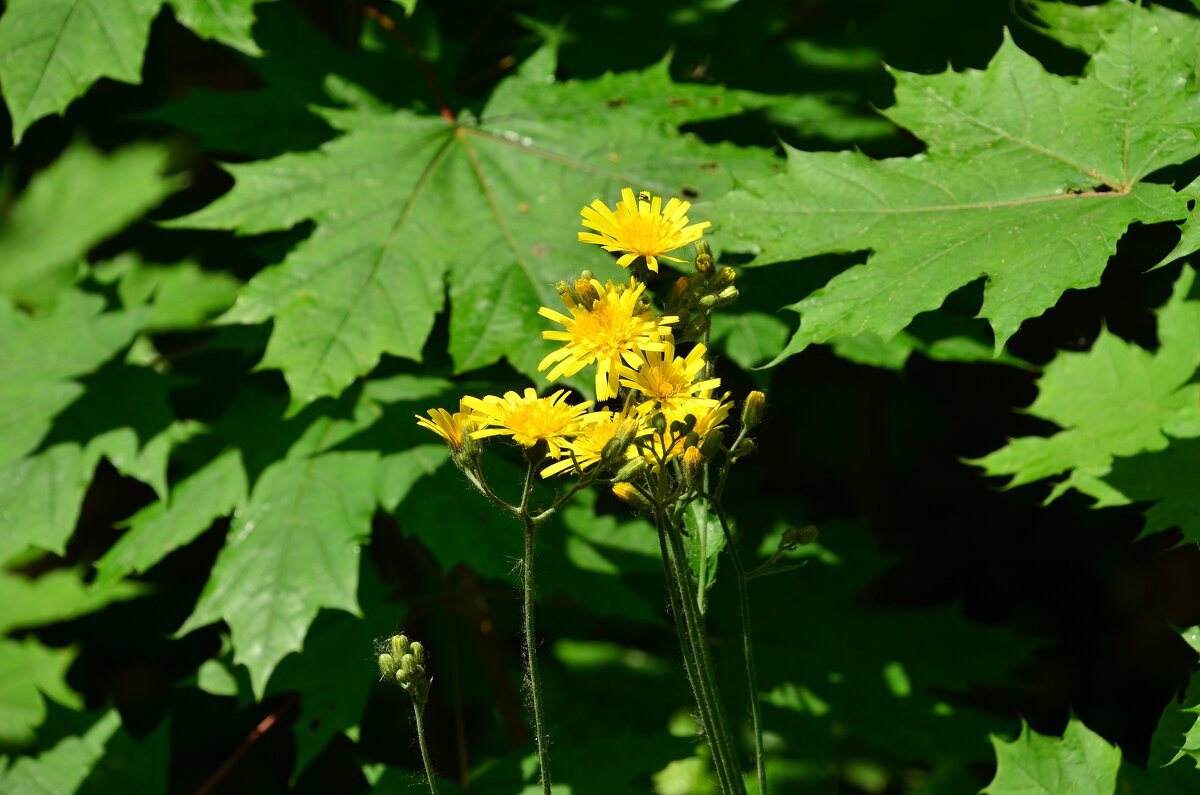 Ястребинка зонтичная - Олег 