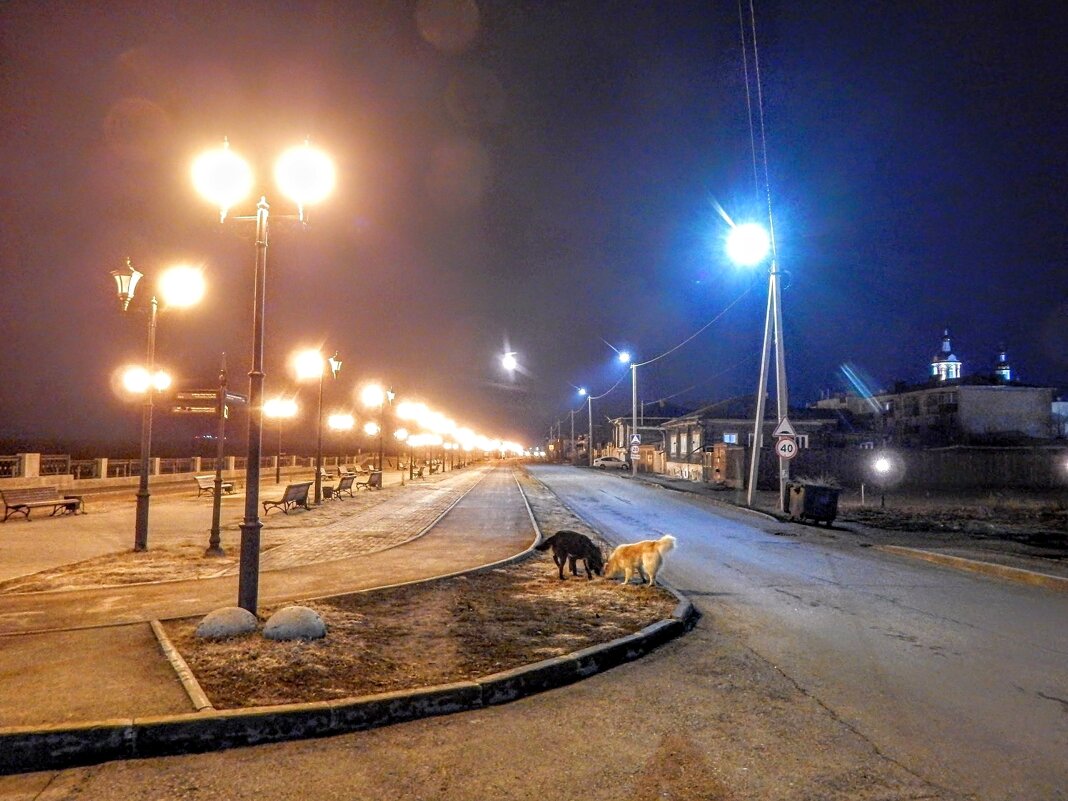 Ночь, улица, фонарь ...  собаки ... ) ) - Елена Хайдукова  ( Elena Fly )