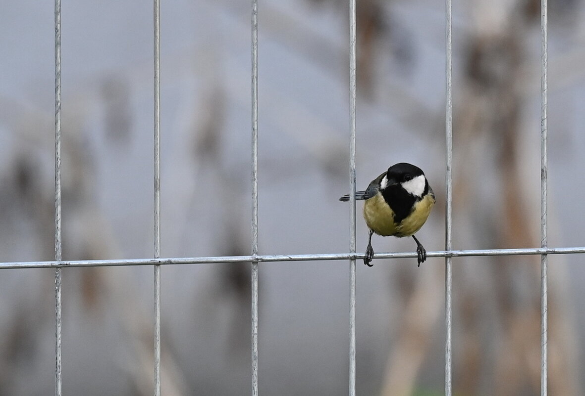 Чем угощать будите...? - Николай Саржанов