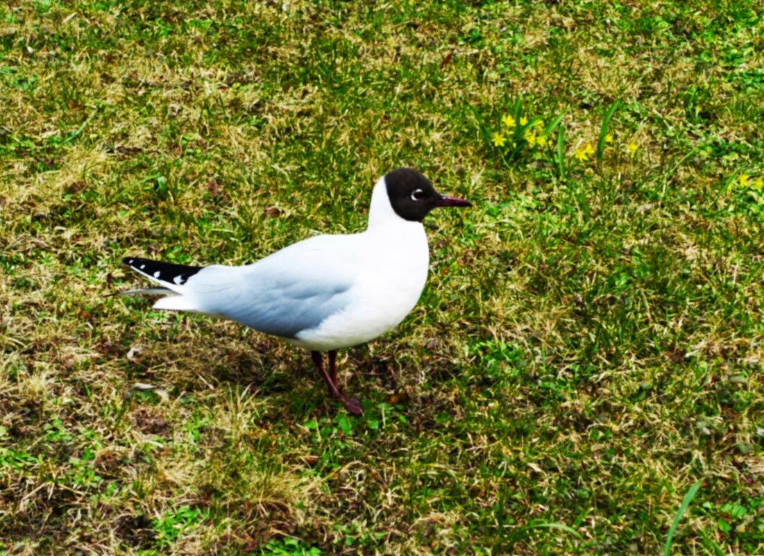 Озёрная чайка уже в брачном наряде - Aida10 Озёрная чайка уже в брачном наряде - Aida10