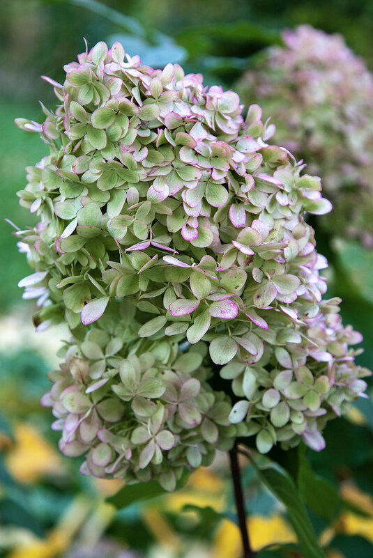 Гортензия. - Лилия * Гортензия. - Лилия *