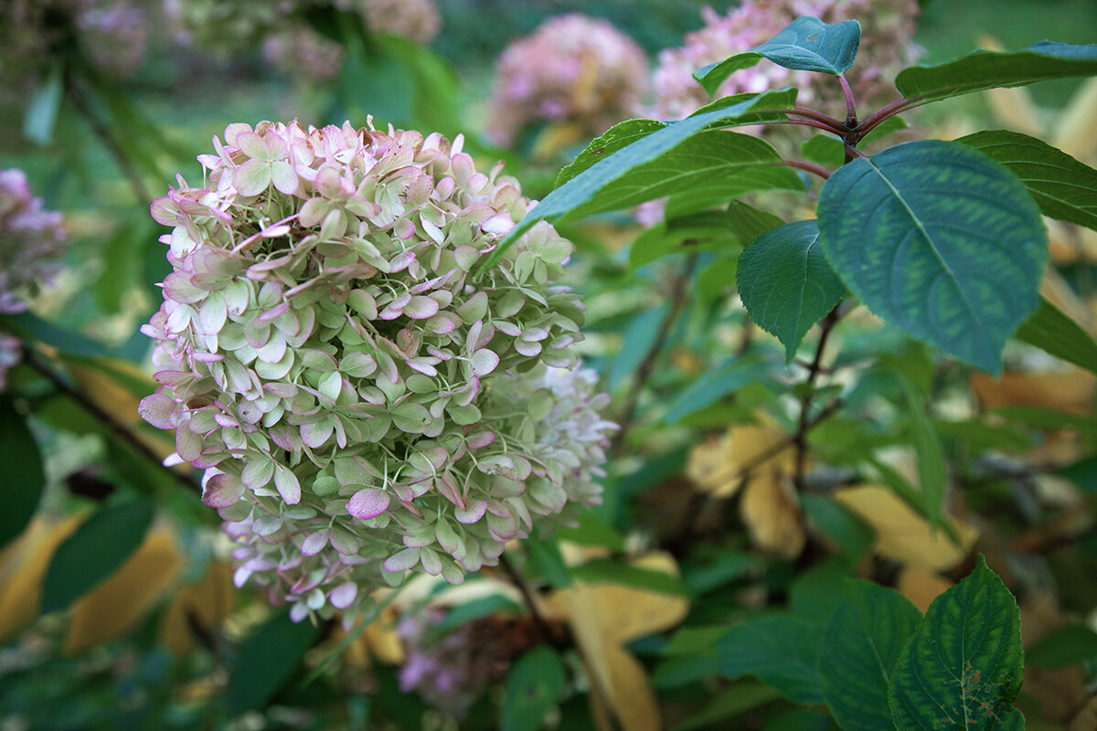 Гортензия. - Лилия * Гортензия. - Лилия *