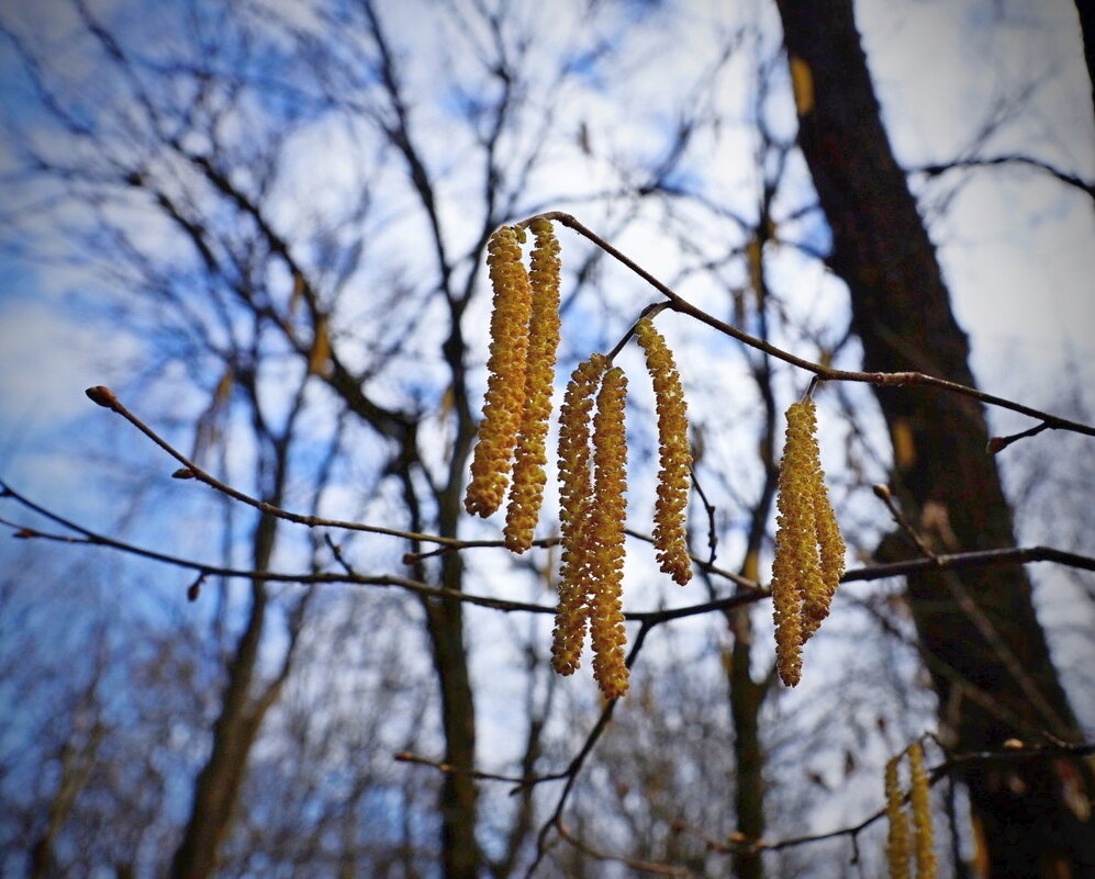 Весна в лесу... - Александр Герасенков