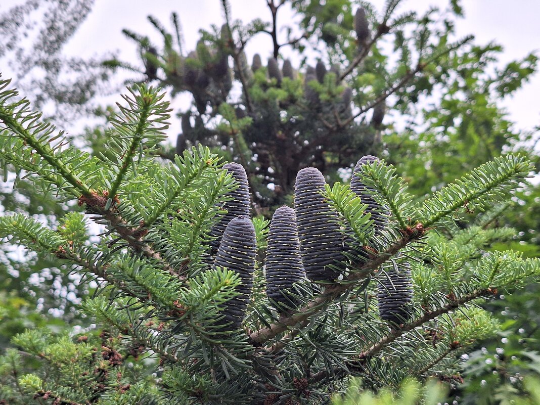 шишки - Наталья 