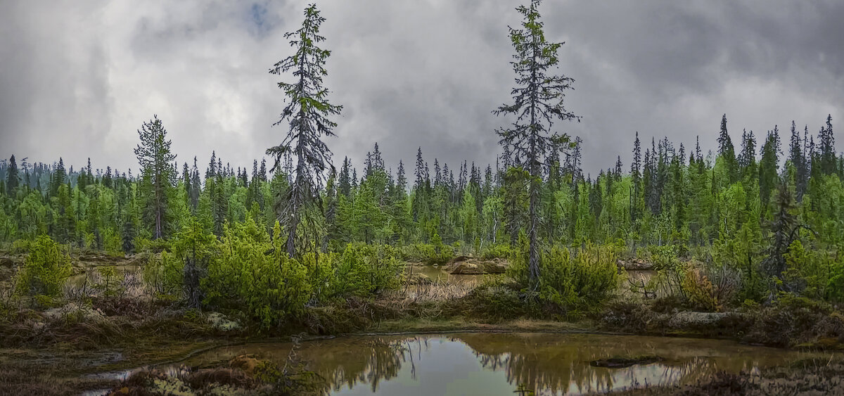 Таёжное болото - Aleksey Afonin