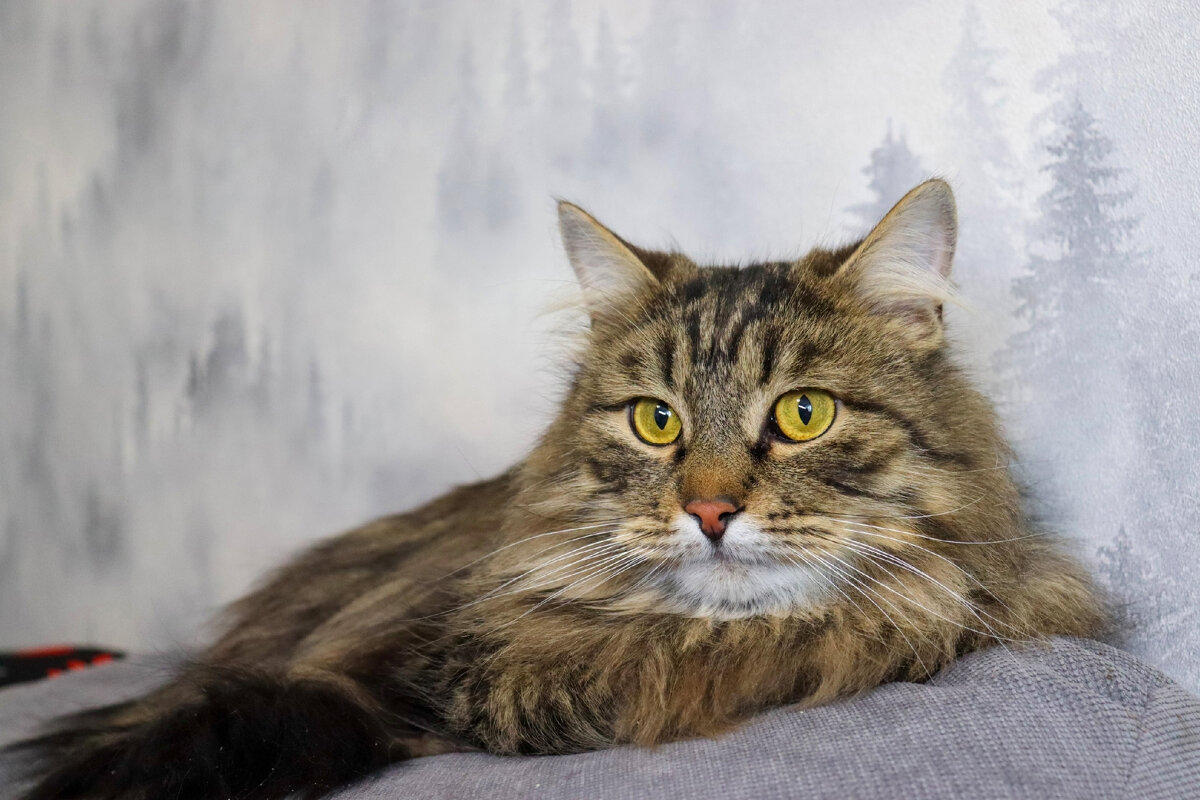 *** - Андрей Л. В.