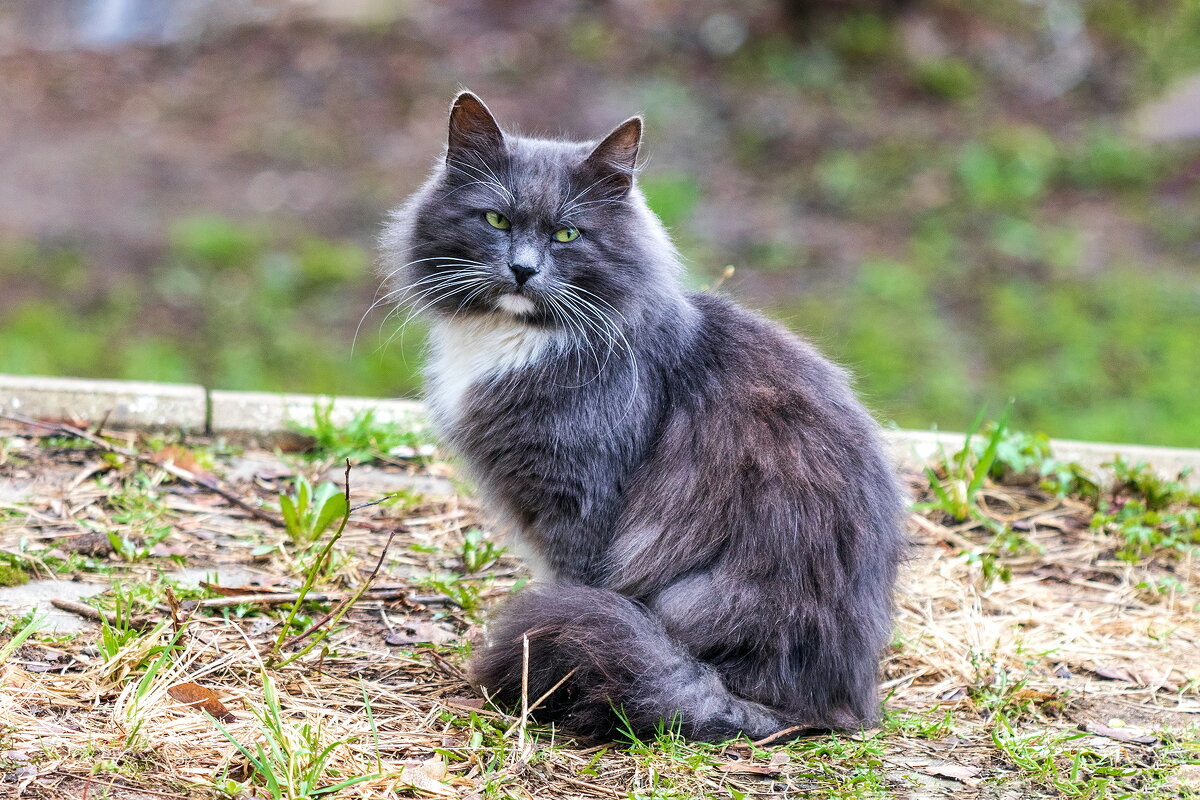Зеленоглазый. - Анатолий. Chesnavik.