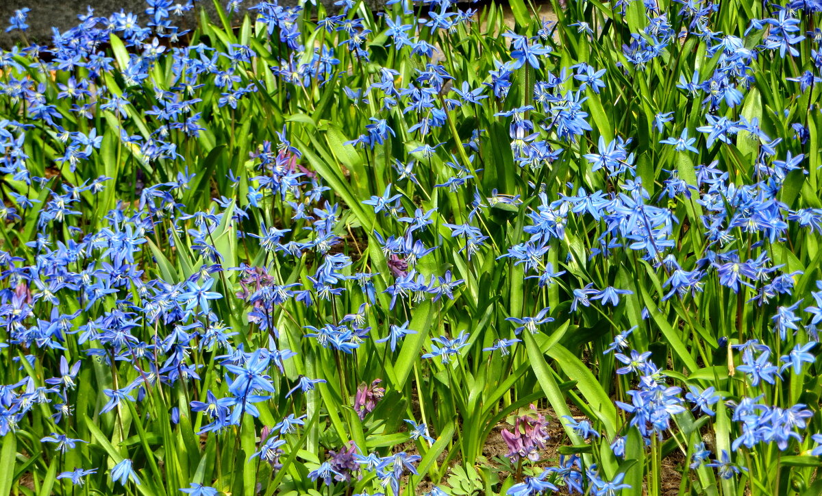 Пролески - Александр Чеботарь Пролески - Александр Чеботарь