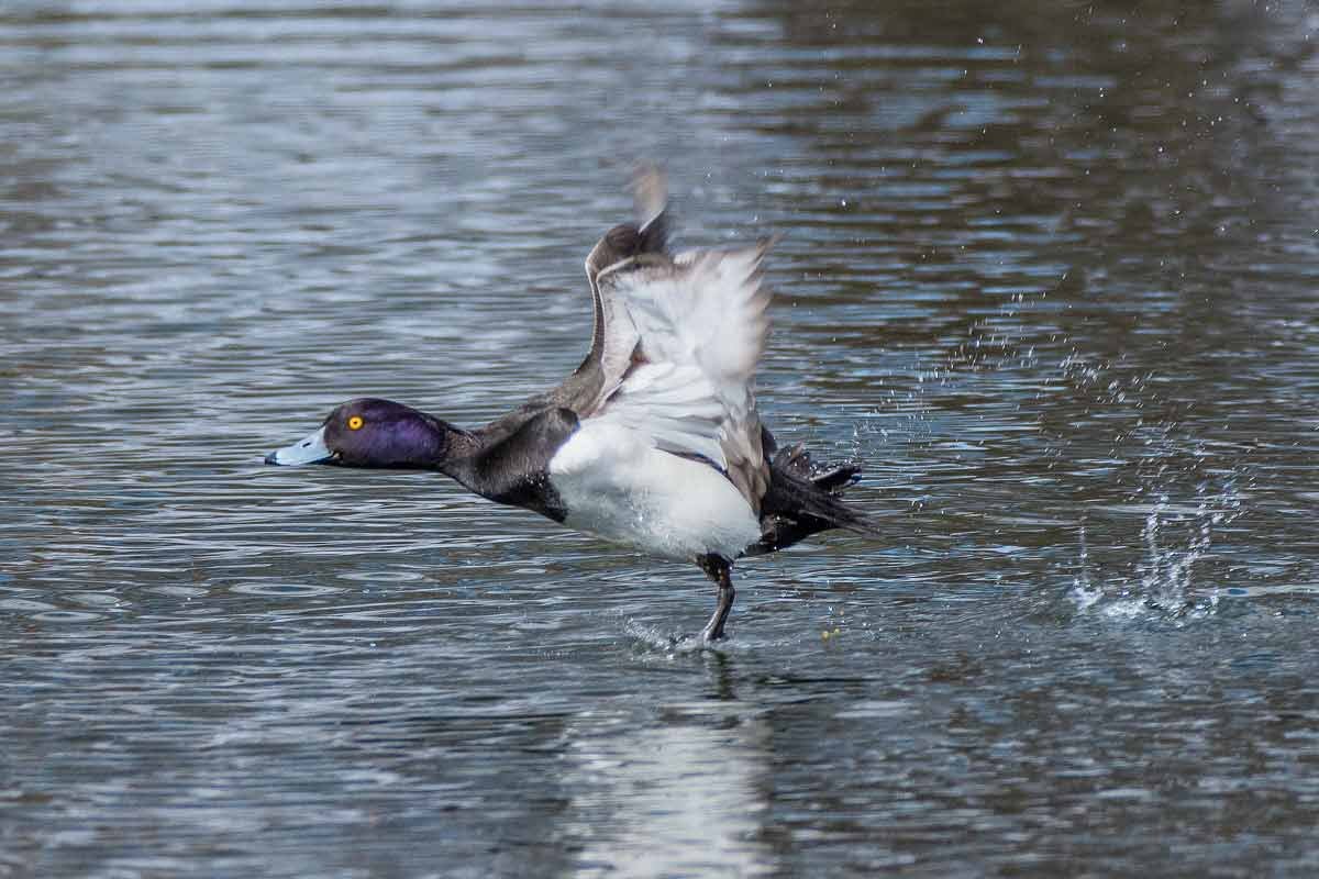Хохлатая чернеть. - Николай Ловец Хохлатая чернеть. - Николай Ловец